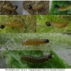 musch proto larva1 volg1 